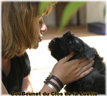 chiot bouvier des flandres SITE WEB ELEVAGE DU CLOS DE LA LUETTE SPECIALISE POUR LE BOUVIER DES FLANDRES ©